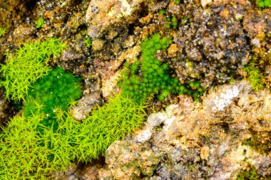 Karadeniz kıyısındaki doğal kayalıklardaki yeşil yosun ve kabuklu yosun türleri, Odessa.