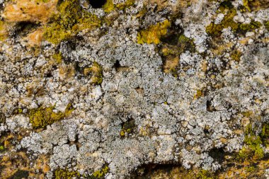 Karadeniz, Ukrayna yakınlarındaki kıyı kayalıklarında farklı türde litofil kabuklu kertenkeleler yetişiyor.