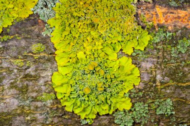 Sarı duvar liken Xanthoria parietina, ağaç dalları üzerinde geniş çaplı kabuklu liken. 