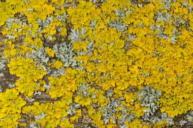 Xanthoria parietina, Karadeniz yakınlarındaki beton iskele duvarındaki diğer kabuklu kertenkeleler.
