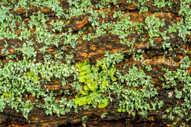 Xanthoria parietina, Karadeniz yakınlarındaki beton iskele duvarındaki diğer kabuklu kertenkeleler..