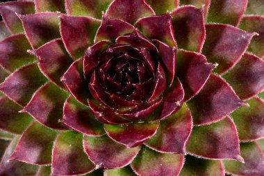 Sempervivum tectorum, günes tarafindan kirmizi kizarmis sulu yapraklarla doludur.