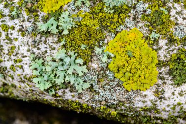 Xanthoria parietina, Karadeniz yakınlarındaki beton iskele duvarındaki diğer kabuklu kertenkeleler.