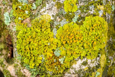 Xanthoria parietina, Karadeniz yakınlarındaki beton iskele duvarındaki diğer kabuklu kertenkeleler.