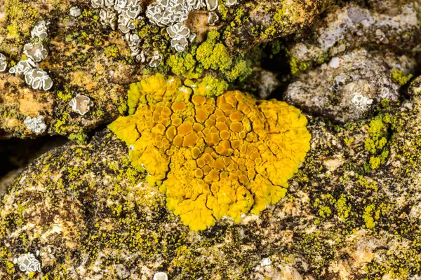 Xanthoria parietina, Karadeniz yakınlarındaki beton iskele duvarındaki diğer kabuklu kertenkeleler.