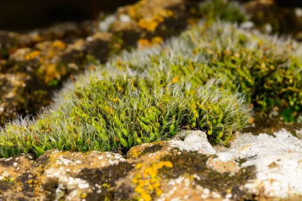 Grimmia pulvinata. Deniz kenarında ıslak taşlar üzerinde spor kutularıyla yosunları çoğaltıyor.