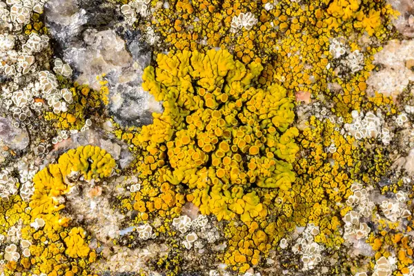 Xanthoria parietina, Karadeniz yakınlarındaki beton iskele duvarındaki diğer kabuklu kertenkeleler.
