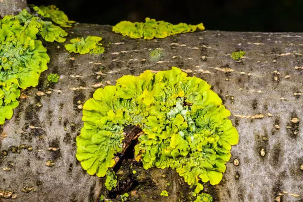 Sarı duvar liken Xanthoria parietina, ağaç dalları üzerinde geniş çaplı kabuklu liken.