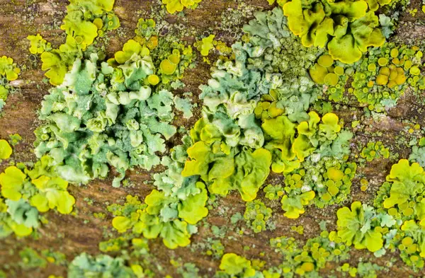 Xanthoria parietina, Karadeniz yakınlarındaki beton iskele duvarındaki diğer kabuklu kertenkeleler.