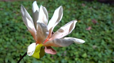 Odessa 'daki bahçede baharda çiçek açan bir ağacın üzerindeki beyaz manolya çiçeği.