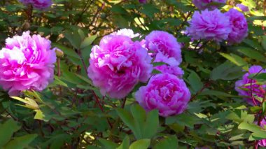 Bal arıları, bahçedeki çifte ağaç şakayığının pembe çiçeklerinde nektar toplarlar.