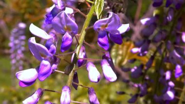 Çin salkımı - Wisteria sinensis, Mor çiçeklerin bahçedeki bir tırmanma bitkisine dökülmesi