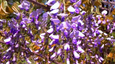 Çin salkımı - Wisteria sinensis, Mor çiçeklerin bahçedeki bir tırmanma bitkisine dökülmesi