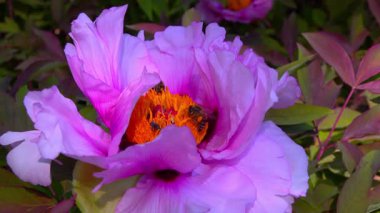Arılar Nektar ve polen toplarlar. Bahçedeki ağaç şakayığından pembe çiçekler, Ukrayna.