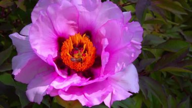Arılar Nektar ve polen toplarlar. Bahçedeki ağaç şakayığından pembe çiçekler, Ukrayna.
