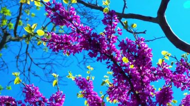 Judas-tree, Cercis silikastrum - Ukrayna 'nın bahçesinde mor çiçeklerle açan bir ağacın dalları