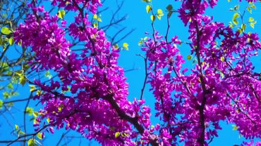 Judas-tree, Cercis silikastrum - Ukrayna 'nın bahçesinde mor çiçeklerle açan bir ağacın dalları
