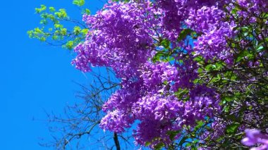 Bahçedeki mavi gökyüzüne karşı açan leylak dalı, Ukrayna