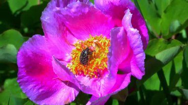 Oxythyrea funesta, Ukrayna 'nın bahçesindeki pembe şakayık çiçeğinin üzerinde polen yiyen böcek.