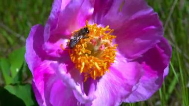 Bal arısı, bahçede rüzgarlı bir havada pembe şakayık çiçeğinin üzerinde polen ve bal topluyor, Ukrayna