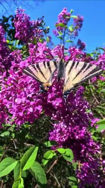 Kırlangıçkuyruğu kıt olan Iphiclides podalirius, büyük güzel bir kelebek, Ukrayna 'nın bahçesindeki mor leylak çiçeklerinde nektar toplar.
