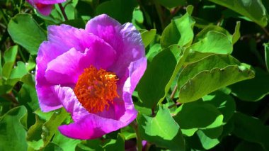 Bal arısı, bahçede rüzgarlı bir havada pembe şakayık çiçeğinin üzerinde polen ve bal topluyor, Ukrayna