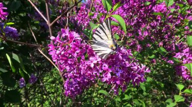 Kırlangıçkuyruğu kıt olan Iphiclides podalirius, büyük güzel bir kelebek, Ukrayna 'nın bahçesindeki mor leylak çiçeklerinde nektar toplar.