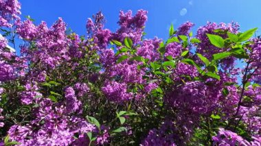 Bahçedeki süslü bitkiler, bahçedeki mor çiçeklerle açan leylak çalısı, Odessa