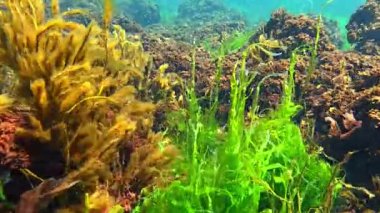 Sualtı yaşamı, yeşil algler Enteromorpha ve kırmızı algler Porphyra ve Seramium baharda Karadeniz kıyısındaki sığ bir derinlikte taşlarda sallanırlar..