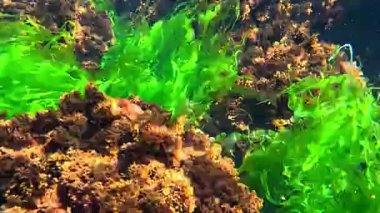 Sualtı yaşamı, yeşil algler Enteromorpha ve kırmızı algler Porphyra ve Seramium baharda Karadeniz kıyısındaki sığ bir derinlikte taşlarda sallanırlar..