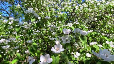 Ayva (Cydonia oblonga), bahçede çiçek açan beyaz ayva.