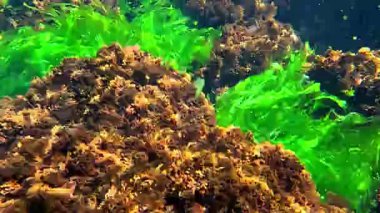 Su altı yaşamı, Yeşil alg Cladophora ve kırmızı alg Porphyra ve seramium Karadeniz 'de taşlarda sallanıyor..
