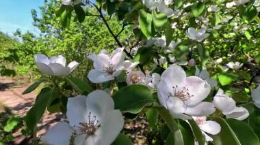 Ayva (Cydonia oblonga), bahçede çiçek açan beyaz ayva.