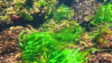 Sualtı yaşamı, yeşil algler Enteromorpha ve kırmızı algler Porphyra ve Seramium baharda Karadeniz kıyısındaki sığ bir derinlikte taşlarda sallanırlar..