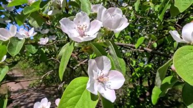 Ayva (Cydonia oblonga), bahçede çiçek açan beyaz ayva.