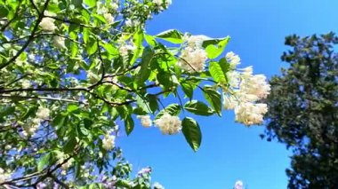 Kafkas mesanesi Staphylea colchica,