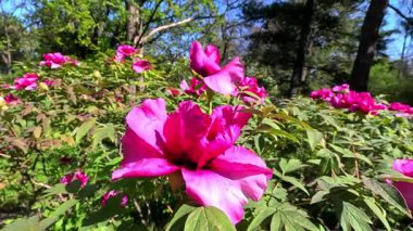 Bahçede çiçek açan kırmızı şakayıklar