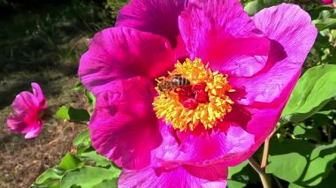 Arılar ağaçtaki şakayığın kırmızı çiçeklerinde nektar ve polen toplarlar.