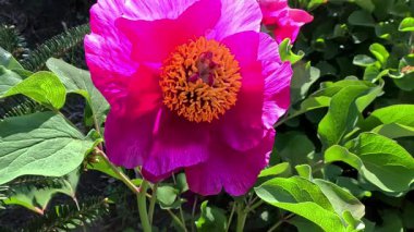 Bahçede çiçek açan kırmızı şakayıklar