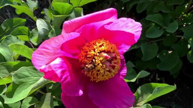 Arılar ağaçtaki şakayığın kırmızı çiçeklerinde nektar ve polen toplarlar.