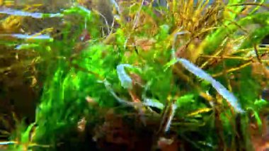 İnce kırmızı ve yeşil algler (Enteromorpha, Scytosiphon, Porphyra) Karadeniz kıyısındaki taşların üzerinde yetişir.