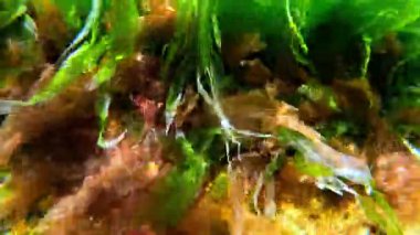 İnce kırmızı ve yeşil algler (Enteromorpha, Scytosiphon, Porphyra) Karadeniz kıyısındaki taşların üzerinde yetişir.