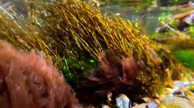 İnce kırmızı ve yeşil algler (Enteromorpha, Scytosiphon, Porphyra) Karadeniz kıyısındaki taşların üzerinde yetişir.