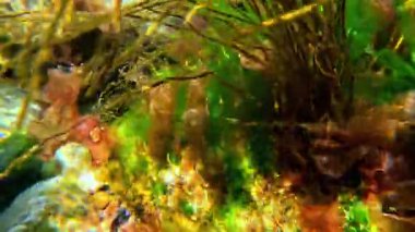 İnce kırmızı ve yeşil algler (Enteromorpha, Scytosiphon, Porphyra) Karadeniz kıyısındaki taşların üzerinde yetişir.