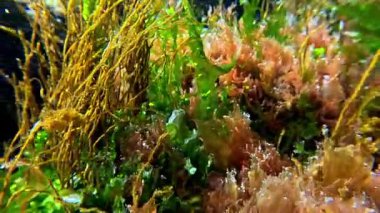 Karadeniz 'deki su altı manzarası, ilkbaharda temiz suda kayaların üzerindeki farklı algler.