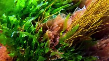 Porphyra, Enteromorpha ve Scytosiphon kıyıya yakın kayaları kaplayan algler, dalgalarda sallananlar, Karadeniz.