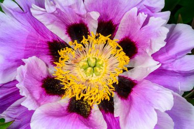 Ağaç şakayığı çiçeğinin, sarı keklerin ve Ukrayna 'nın çiçek merkezinin kırmızı çitlerinin yakın çekimi.