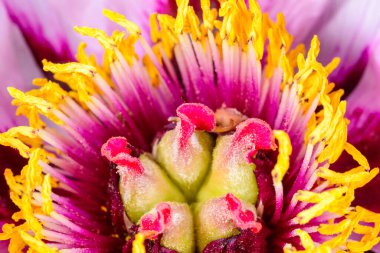 Sarı pudinglerin ve ağaçtaki şakayık çiçeğinin ortasındaki kırmızı buklelerin yakın çekimi - Ukrayna 'da bir bahçedeki süs bitkisi,