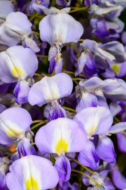 Çin salkımı - Wisteria sinensis, Odessa, Odessa 'daki bir tırmanma bitkisindeki mor çiçeklerin cilvesi