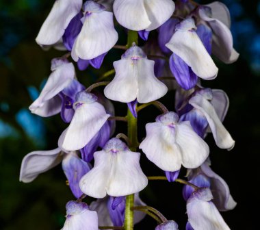 Çin salkımı - Wisteria sinensis, Odessa, Odessa 'daki bir tırmanma bitkisindeki mor çiçeklerin cilvesi